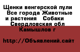 Щенки венгерской пули - Все города Животные и растения » Собаки   . Свердловская обл.,Камышлов г.